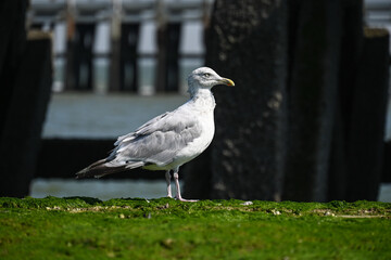 mouette oiseau marin