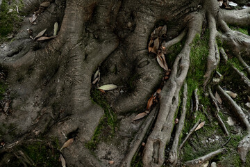 Tree trunk with roots. Close-up roots texture.