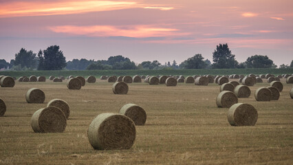 hay bales in the field