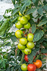 Organic tomatoes near brick wall