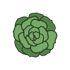 Vector Echeveria succulent on a white isolated background. Echeveria for prints, patterns, postcards, stickers, social media icons, apps.