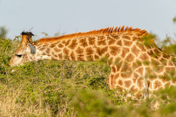 Obraz premium creative