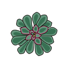 Vector Echeveria succulent on a white isolated background. Echeveria for prints, patterns, postcards, stickers, social media icons, apps.