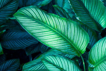 tropical dark green leaf, large foliage, abstract green texture, nature background for wallpaper