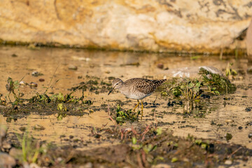 Wood Sandpiper (Tringa glareola) feeding on aquatic insects in the lake