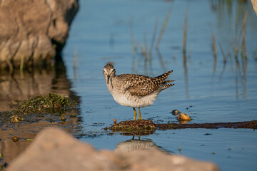 Wood Sandpiper (Tringa glareola) feeding on aquatic insects in the lake