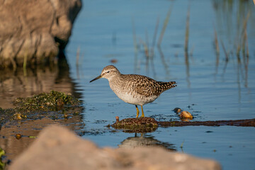 Wood Sandpiper (Tringa glareola) feeding on aquatic insects in the lake