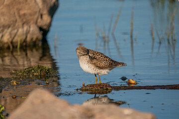 Wood Sandpiper (Tringa glareola) feeding on aquatic insects in the lake