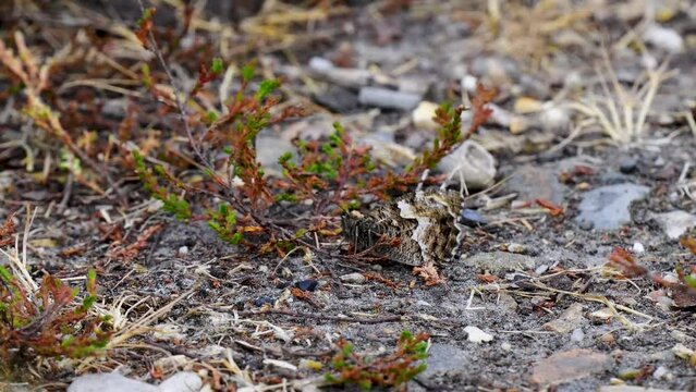Grayling Butterfly Resting and Merging into the Ground