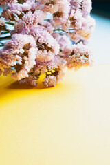 dry flowers on yellow background