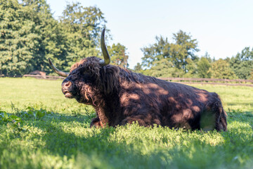 Ein schottisches Hochlandrind liegt entspannt auf der Wiese