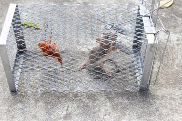 House mouse or rat caught in live capture mouse trap, close up view. food or bait in a mousetrap to...
