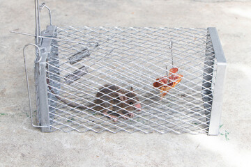 House mouse or rat caught in live capture mouse trap. Food or bait in mousetrap to lure mice into...