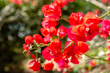 Obraz premium creative