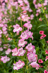 Penstemon ' Pensham Freshwater Pearl' a summer autumn fall flowering plant with a pink white summertime flower, stock photo image