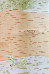 Himalayan birch tree bark background with a close up macro white and brown wooden texture, stock...