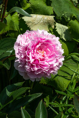 Peony (paeonia) a spring summer flowering plant with a white pink or red springtime flower, stock photo image