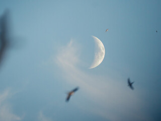 Mond am hellblauen Abendhimmel mit einem Schwarm Schwalben im Vordergrund