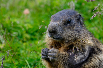 Marmota
