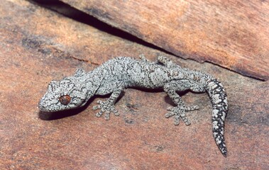 A grey lizard with an orange eye on a log
