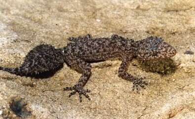 A fat tailed spotted lizard on a rock