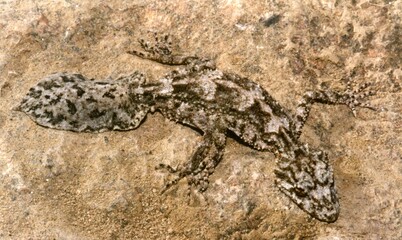 A beige camouflaged lizard on a rock