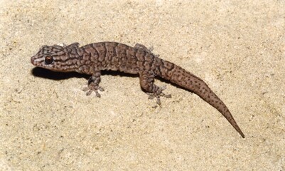 A brown lizard chilling on a rock