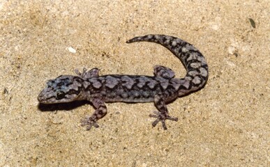 A blue lizard on a rock
