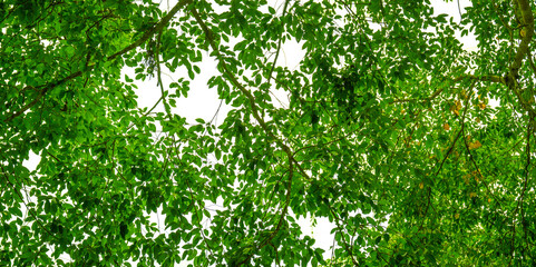 green tree background