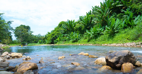 river in the forest landscape