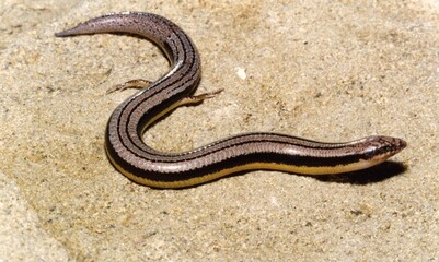 A striped snake on a rock