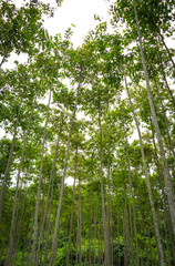 bamboo forest in spring