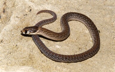 Brown snake chilling on a rock