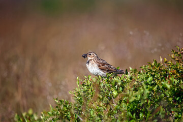 Meadow pipit perched on a bilberry bush with a beak full of insects