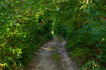 Rural road in the forest and dense vegetation in the countryside on a summer day