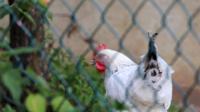 Organic chicken farm with fenced chicken hens in domestic farming with roosters and broilers that peck outdoors with freedom and free range farmyard for better animal husbandary and hapy chicken meat