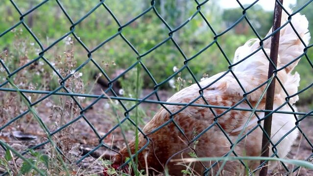 Organic chicken farm with fenced chicken hens in domestic farming with roosters and broilers that peck outdoors with freedom and free range farmyard for better animal husbandary and hapy chicken meat