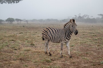 Obraz premium creative