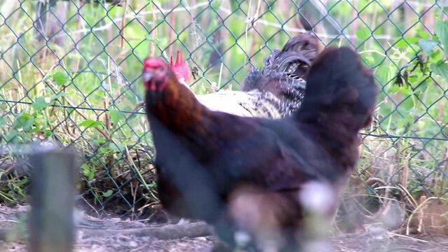 Organic chicken farm with fenced chicken hens in domestic farming with roosters and broilers that peck outdoors with freedom and free range farmyard for better animal husbandary and hapy chicken meat
