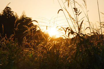 Autumn, silver grass shining in the evening sun