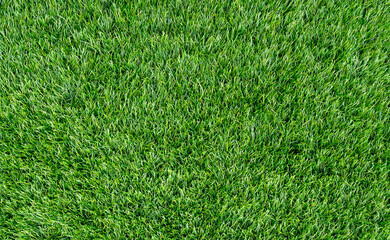 Top view of the short summer grass on a lawn as texture, background