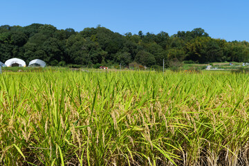 Autumn in a Japanese farming village, a landscape of rice fields with abundant rice crops.