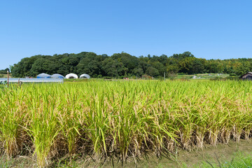 Autumn in a Japanese farming village, a landscape of rice fields with abundant rice crops.