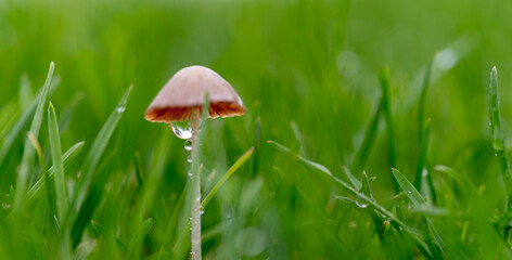 mushroom in the grass. Little Mushroom on a Rainy Day	