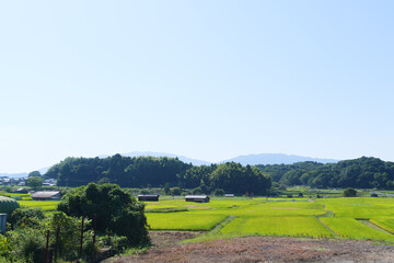 Obraz premium Autumn, a rural village deep in the mountains of Japan, a vast expanse of rice fields