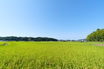Autumn in a Japanese farming village, a landscape of rice fields with abundant rice crops.