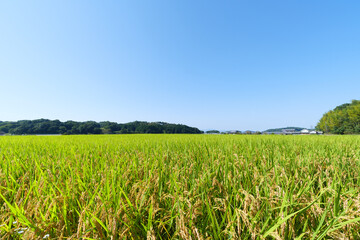 Autumn in a Japanese farming village, a landscape of rice fields with abundant rice crops.