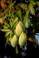 Bunch of mangoes on a tree. Raw green mangoes. Fresh fruits.