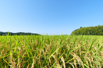 Autumn in a Japanese farming village, a landscape of rice fields with abundant rice crops.
