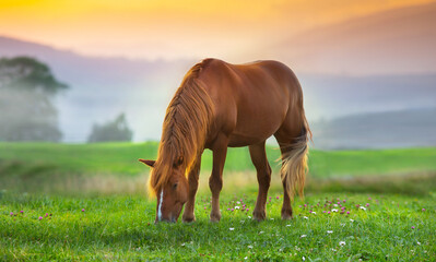 horse in the field - 523805053